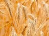 seed