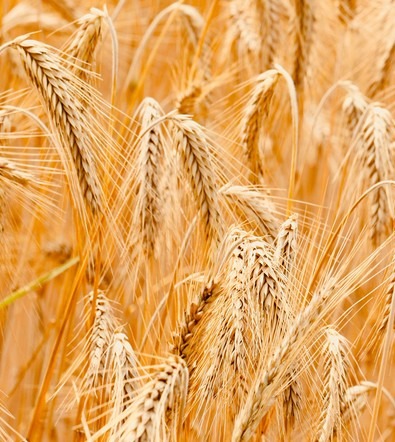seed